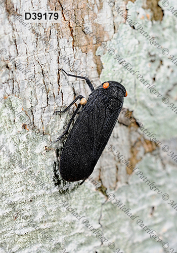 Acraephia perspicillata (Fulgoridae, Hemiptera)